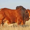 Jumbo The Boran Bull Diamond Painting