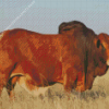 Jumbo The Boran Bull Diamond Painting