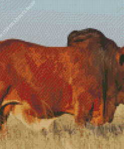 Jumbo The Boran Bull Diamond Painting