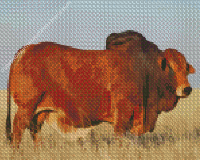 Jumbo The Boran Bull Diamond Painting