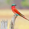 Southern Carmine Bee Eater Bird Diamond Painting