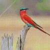 Southern Carmine Bee Eater Bird Diamond Painting