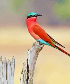 Southern Carmine Bee Eater Bird Diamond Painting