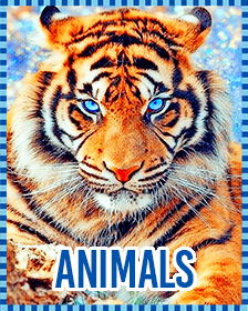 Animals