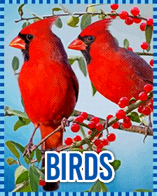 Birds