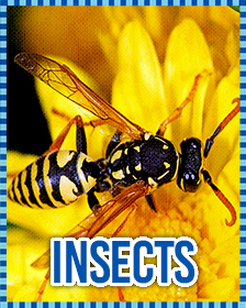 Insects