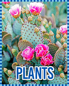 Plants