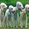 Bedlington Terriers Diamond Painting