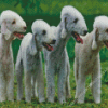 Bedlington Terriers Diamond Painting