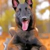 Belgian Malinois Dog Diamond Painting