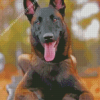 Belgian Malinois Dog Diamond Painting