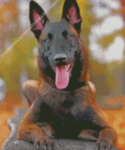 Belgian Malinois Dog Diamond Painting