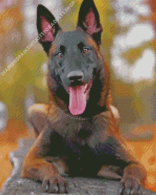 Belgian Malinois Dog Diamond Painting