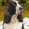 Black and White Spaniel Dog Diamond Painting