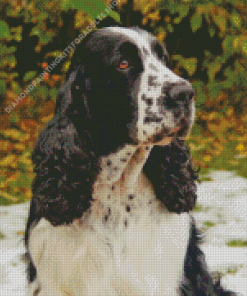 Black and White Spaniel Dog Diamond Painting