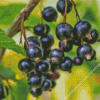 Blackcurrant Fruit Diamond Painting