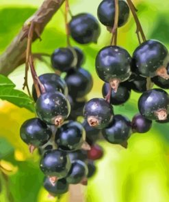 Blackcurrant Fruit Diamond Painting