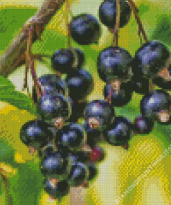 Blackcurrant Fruit Diamond Painting