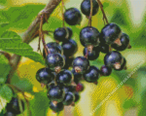 Blackcurrant Fruit Diamond Painting