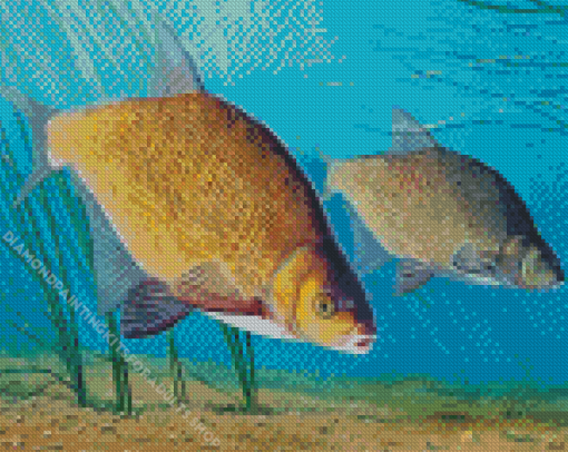 Bream Fish Diamond Painting