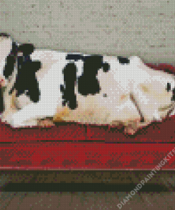 Cow On Sofa Diamond Painting