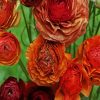 Dead Ranunculus Flowers Diamond Painting