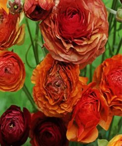 Dead Ranunculus Flowers Diamond Painting