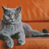 Grey Kitty Diamond Painting