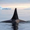 Killer Orca in Antarctica Diamond Painting