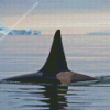 Killer Orca in Antarctica Diamond Painting