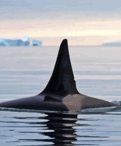 Killer Orca in Antarctica Diamond Painting