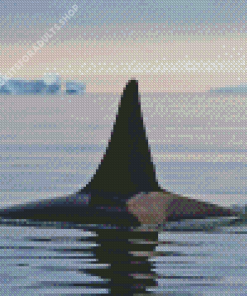 Killer Orca in Antarctica Diamond Painting