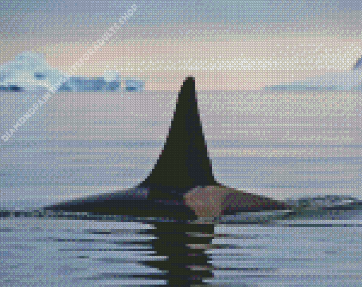 Killer Orca in Antarctica Diamond Painting