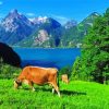 Lake Lucerne Cows Diamond Painting