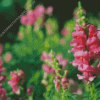 Pink Snapdragons Diamond Painting