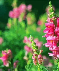 Pink Snapdragons Diamond Painting