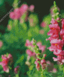 Pink Snapdragons Diamond Painting