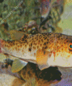 Puffer Fish Diamond Painting