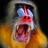 Red Nose Baboon Monkey Diamond Painting