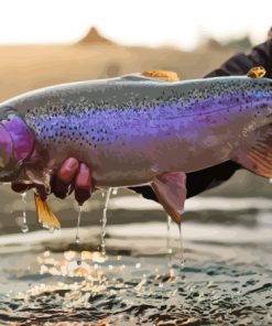 Steelhead Fish Diamond Painting