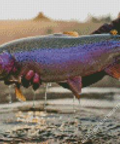 Steelhead Fish Diamond Painting