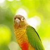 The Green Cheek Conure Parrot Bird Diamond Painting