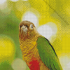 The Green Cheek Conure Parrot Bird Diamond Painting