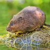 Water Vole Rodent Diamond Painting