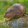 Water Vole Rodent Diamond Painting