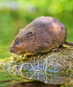 Water Vole Rodent Diamond Painting