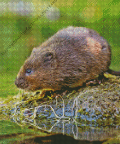 Water Vole Rodent Diamond Painting