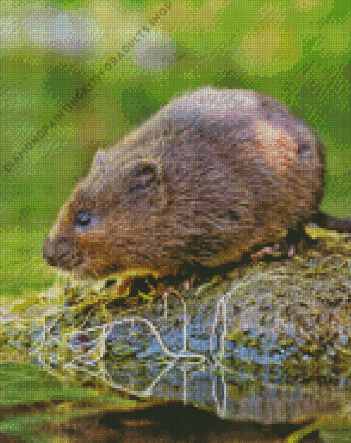 Water Vole Rodent Diamond Painting