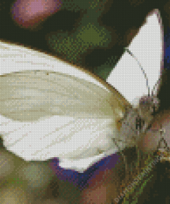 White Butterfly Diamond Painting