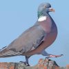 Wood Pigeon Bird Diamond Painting